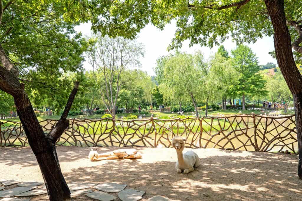 홍천 알파카월드