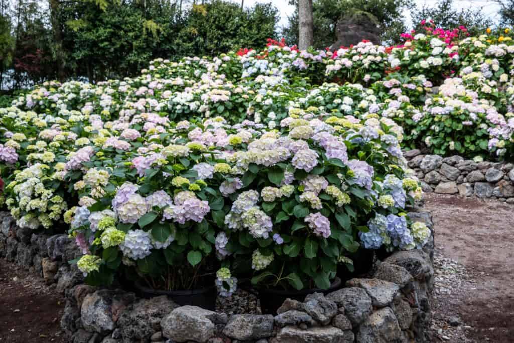 제주 휴애리 여름 수국축제