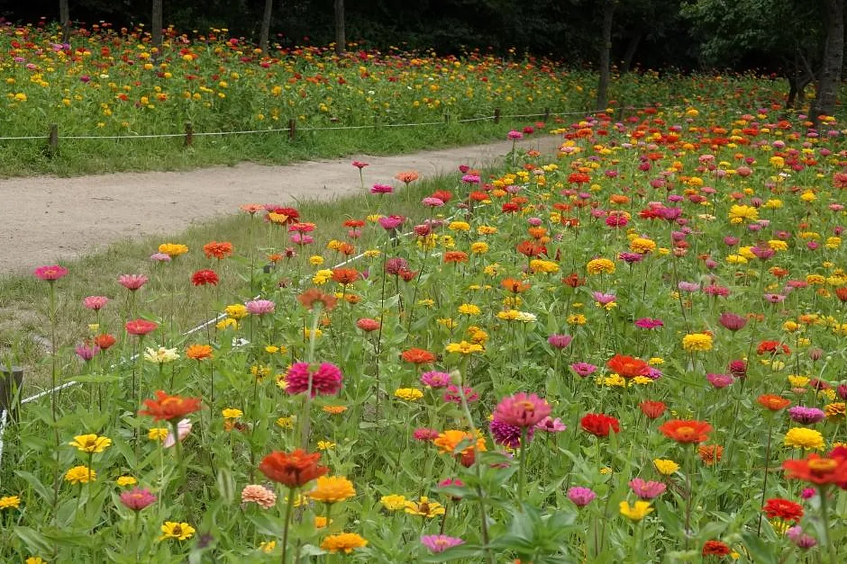 초막골생태공원의 튤립